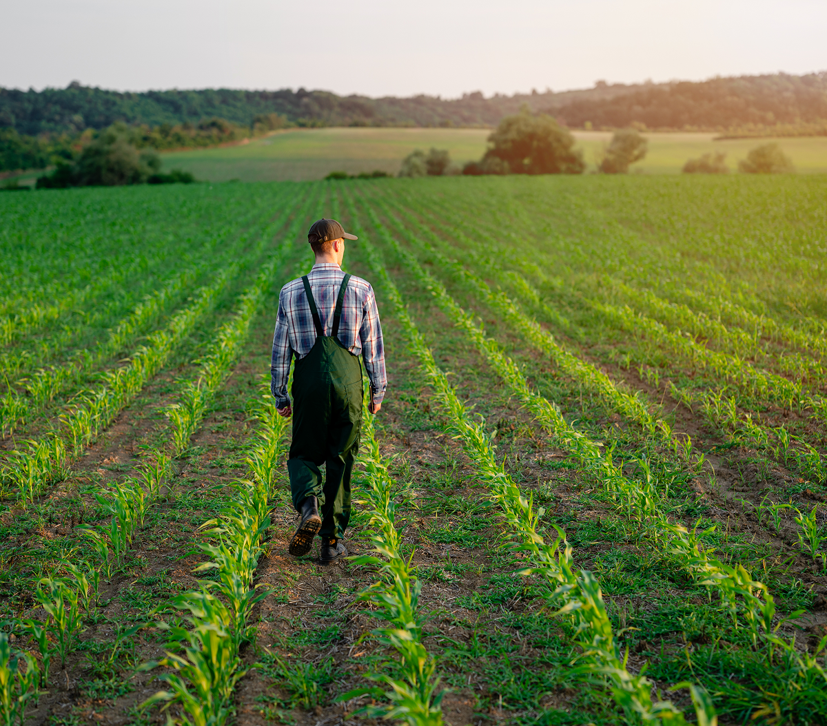 Farmer walking through green crop field.